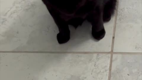 Cute Precious Piper Keeps an Eye on the Downstairs Office - My Adopted Shelter Cat Vlog. #shorts