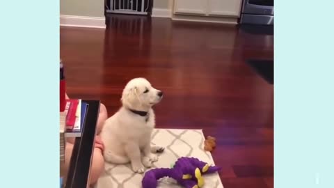 Non Stop Puppies Comedy Videos 😂 so funny videos 🤣