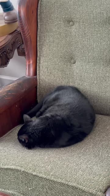 Cute Precious Piper Turns Into a Shiny Sleeping Croissant - My Adopted Shelter Cat Vlog #shorts