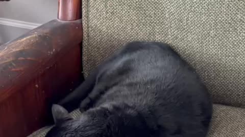 Cute Precious Piper Turns Into a Shiny Sleeping Croissant - My Adopted Shelter Cat Vlog #shorts