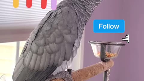 parrot vs Alexa — you’ll cry laughing! 📱🤣