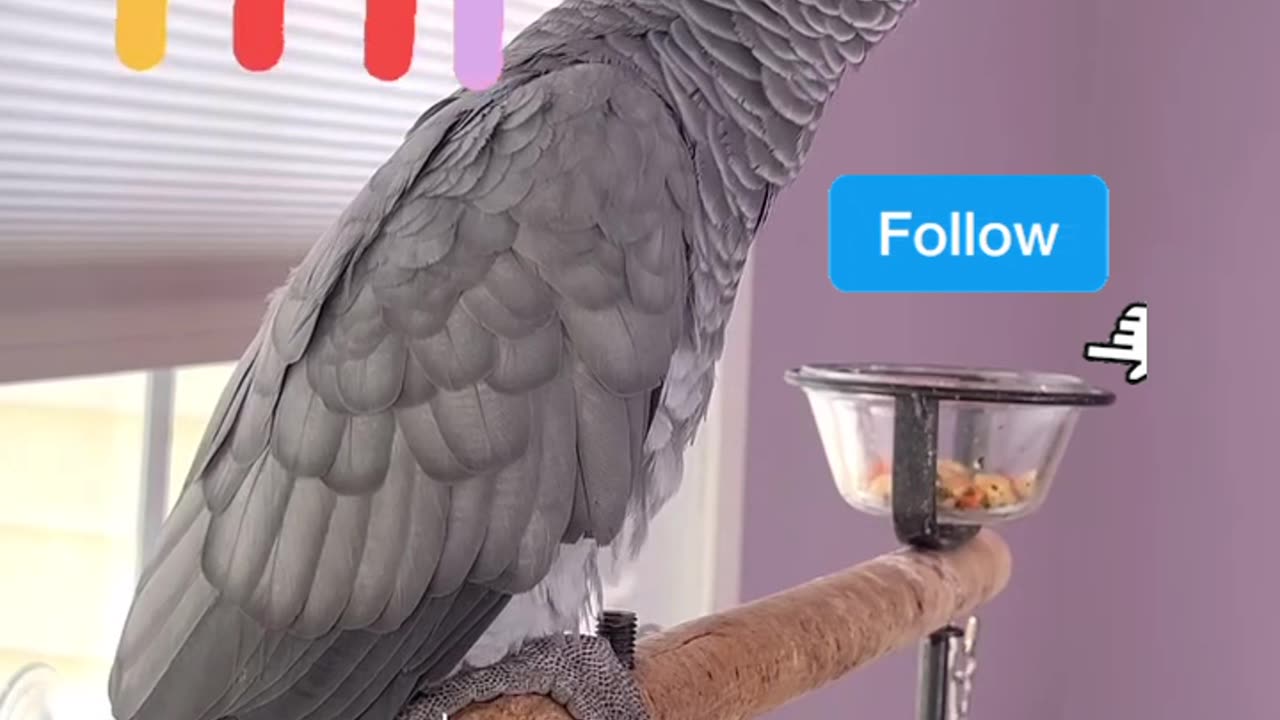 parrot vs Alexa — you’ll cry laughing! 📱🤣
