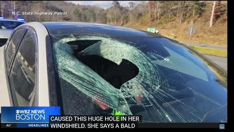 Eagle drops cat through windshield