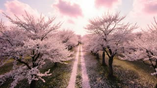 Zen Music for Stress Relief and Meditation