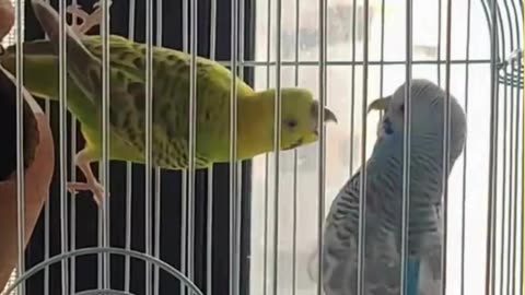 Love Fight Turns Cute 🐦 Budgies Being Dramatic! #shorts