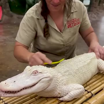 Nature s Beautiful Animal Evolution #animaljourney #animaltransformation #beautifulnature