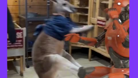 Kangaroo vs Robot 🦘🤖️