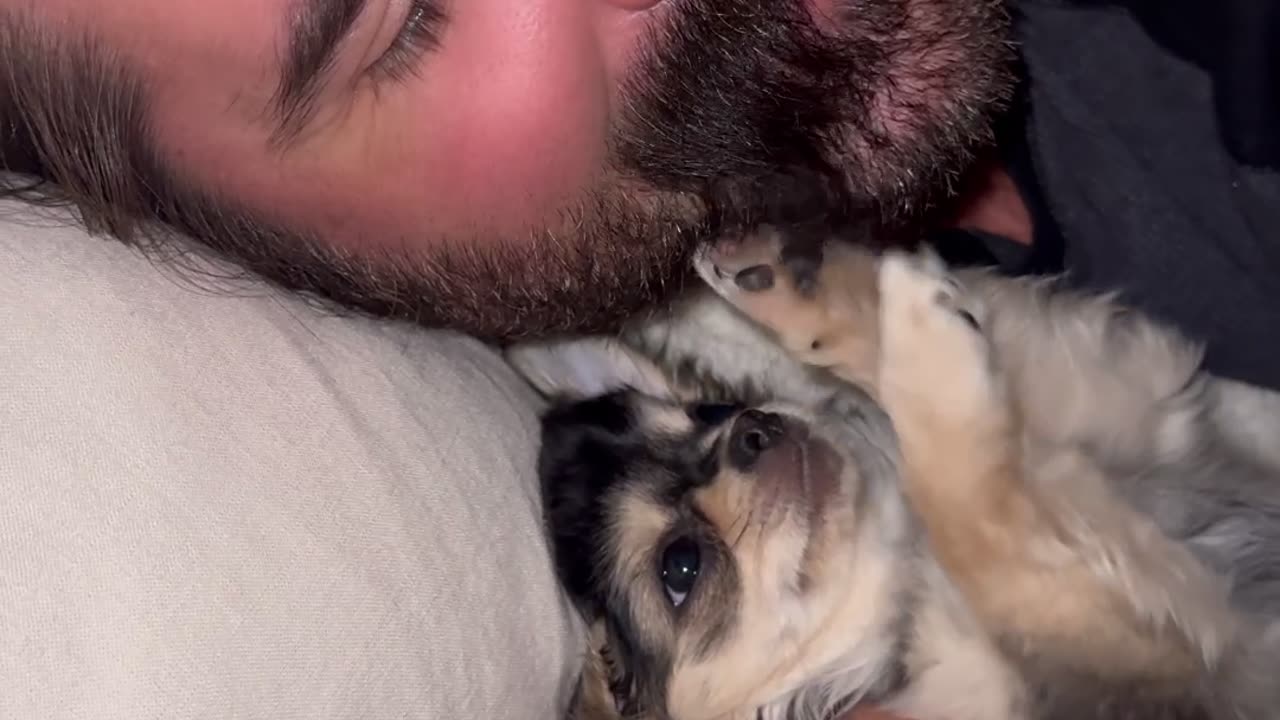 Puppy Plays With Owner's Mustache