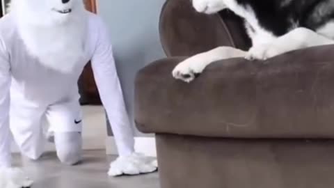 funny animals.