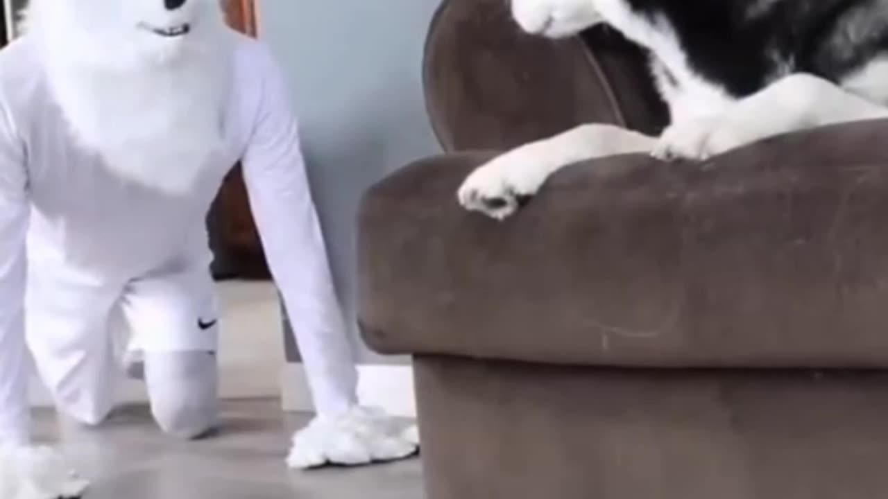 funny animals.