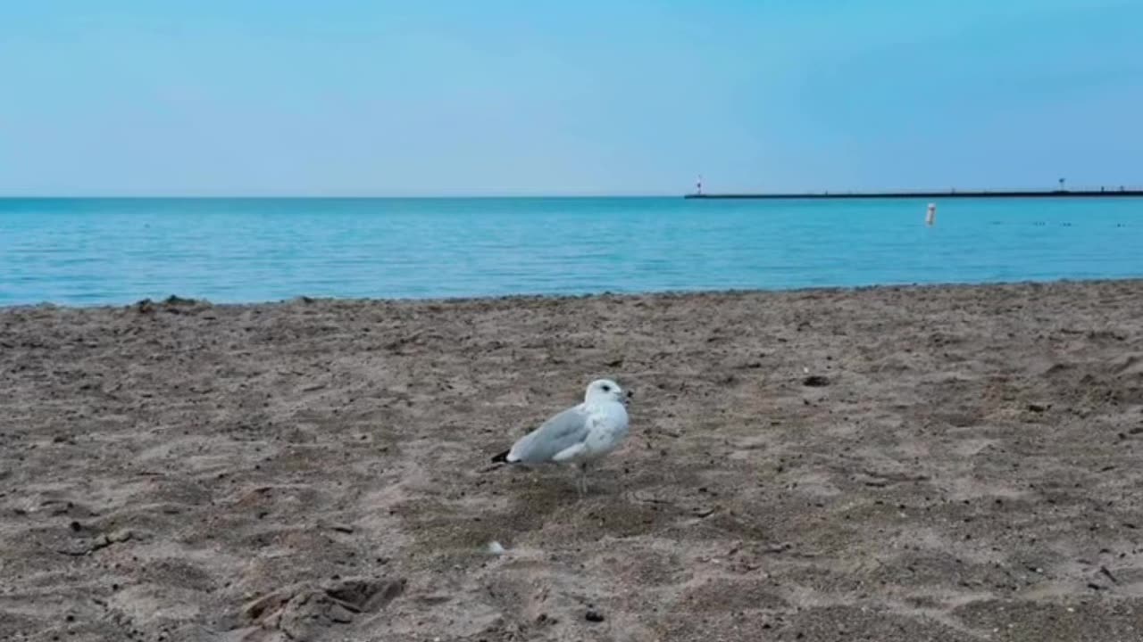 A seagull from heaven