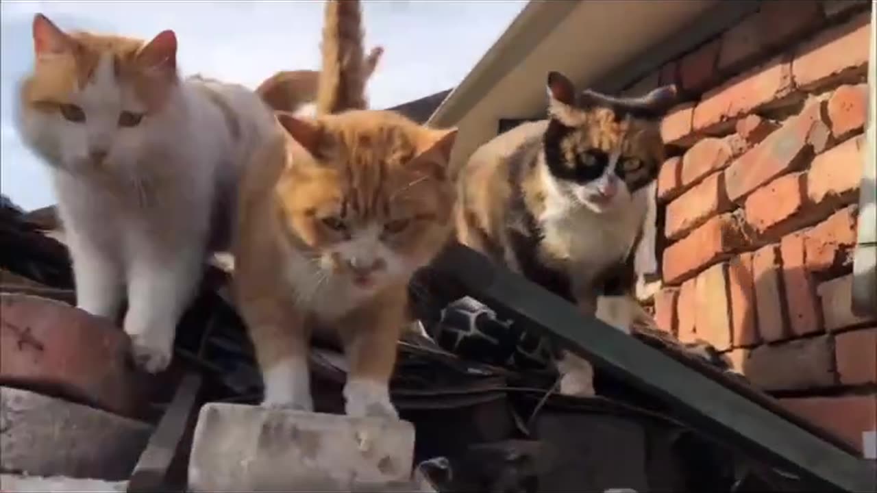 the 3 meowsketeers