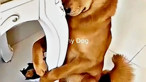 😂😆 "This Dog Just Invented Comedy!" 😂😆