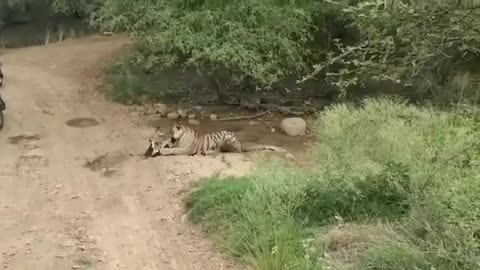 Tiger Killed a Dog