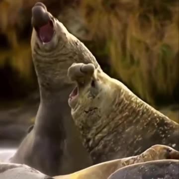 Elephant seals