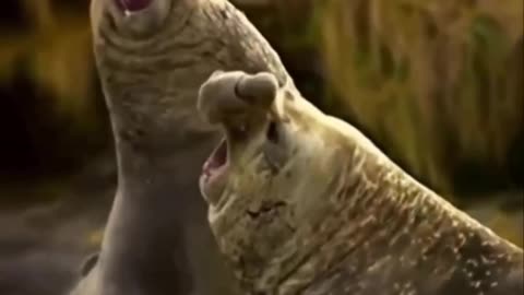 Elephant seals