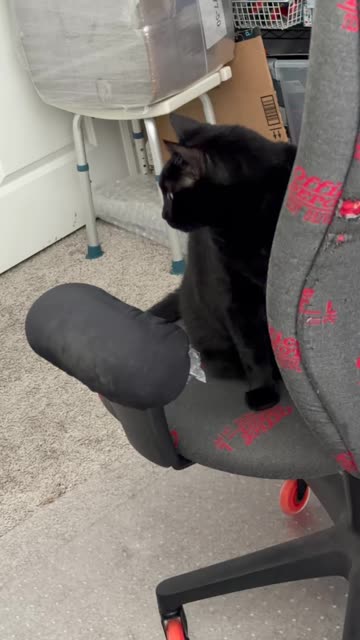 Cute Precious Piper Admires Her Clean Office - My Adopted Shelter Cat Vlog #shorts