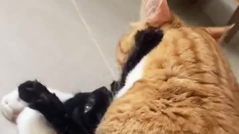 bro doesn't have a choice but to be loved