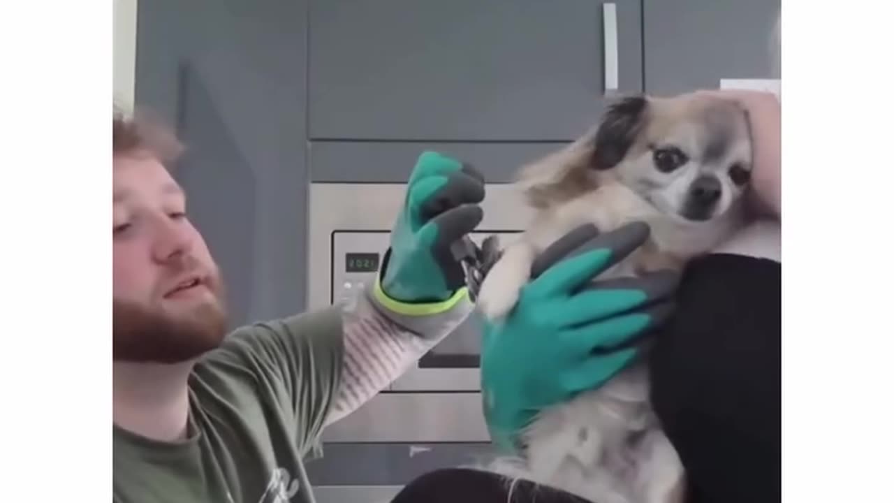 Doggys getting there nails clipped