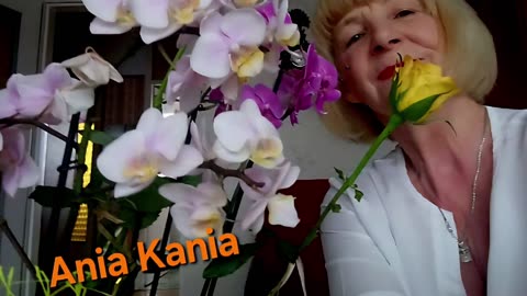 Wiesiorynka nocna 27