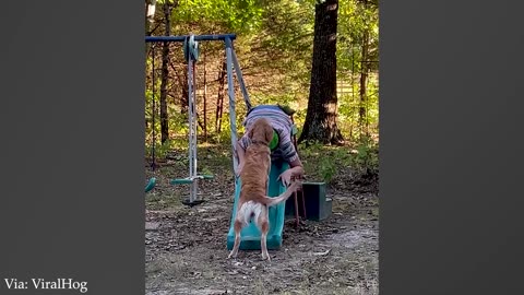 Funny Animals Video