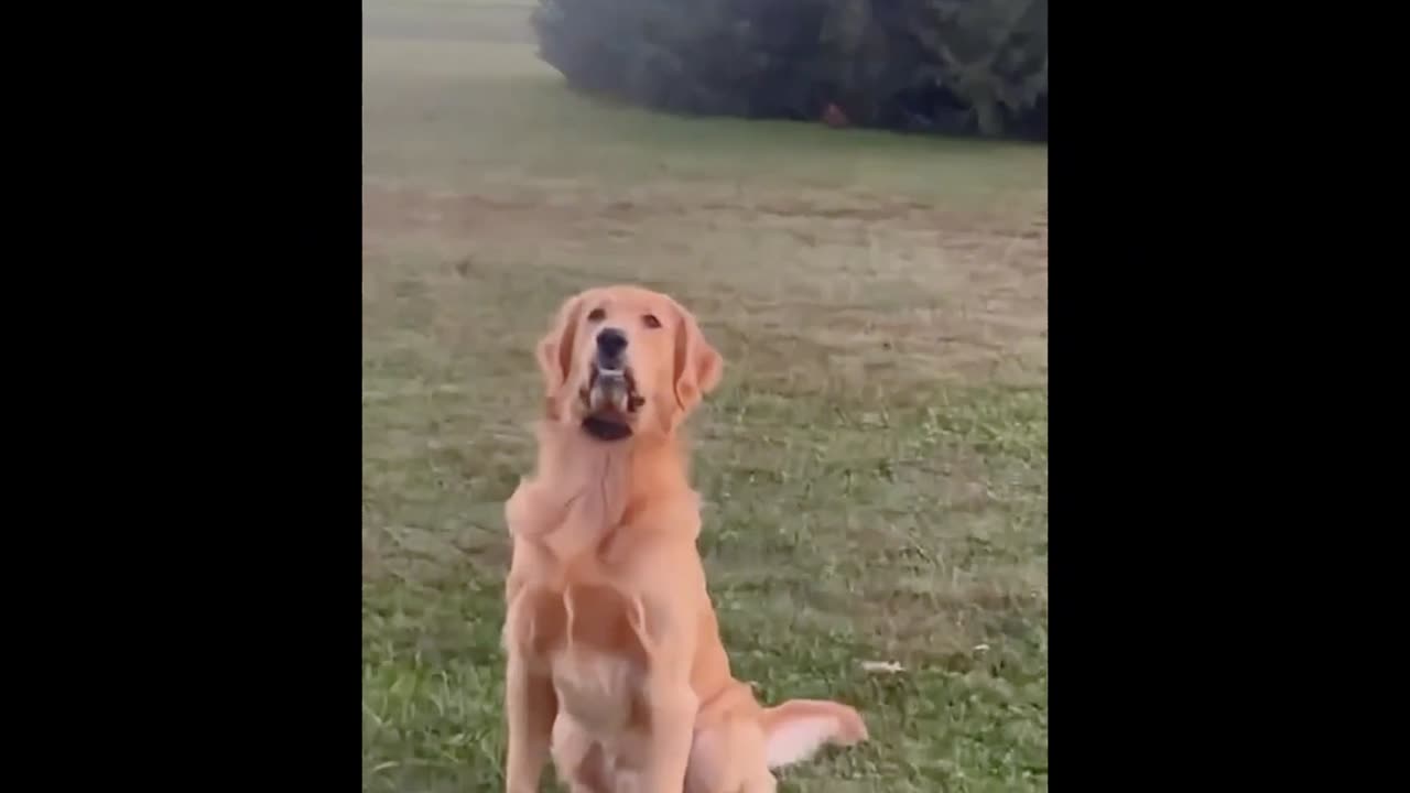 ⭐ Rescue Pets Before & After – Heartwarming Transformations