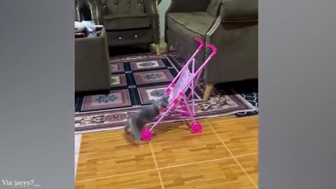 Funniest Animal Moments of 2025 🐶🤣 | Animals Are the Best Comedians!
