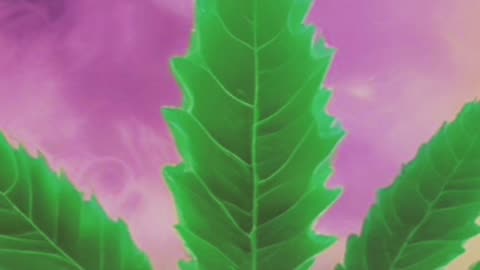 Green & Easy