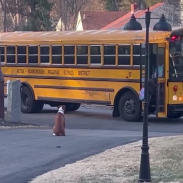 Every day this dog walks the girls to the bus and doesn’t leave until they are safely on.
