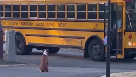 Every day this dog walks the girls to the bus and doesn’t leave until they are safely on.