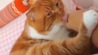 😂🐈 Cat Realizes the Foot Isn't Its Own! | FunFM