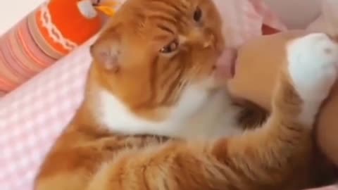 😂🐈 Cat Realizes the Foot Isn't Its Own! | FunFM