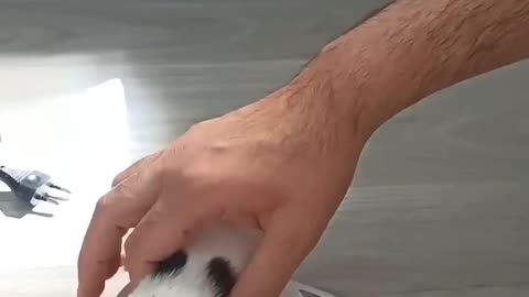 Cats scared and taking care about babies kittens । cats video । animal's video ।।