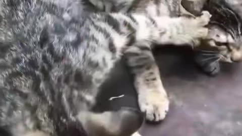 "Feeding time fun! 🐾🍴 Watch this kitty on a tasty adventure! #CatCravings #FoodieFeli