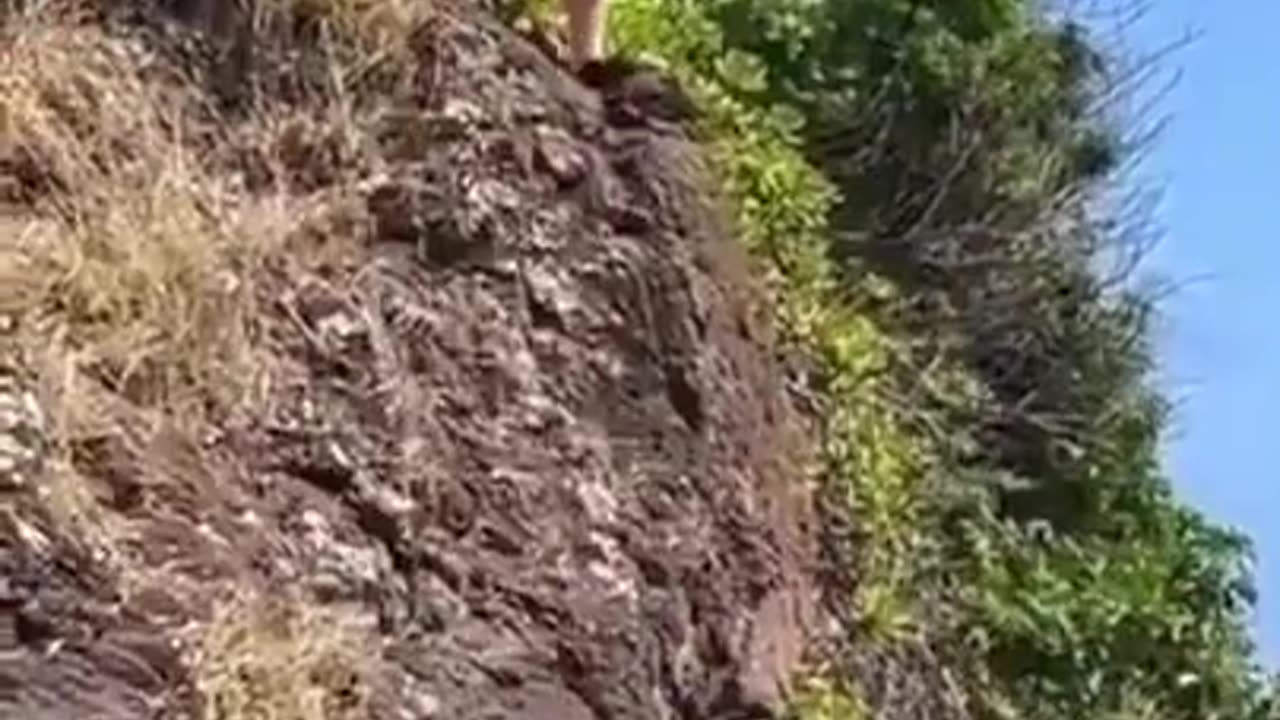 Manatee returns home