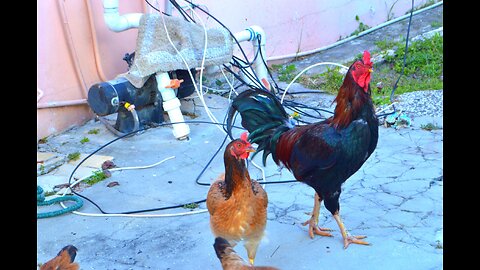 Chickens