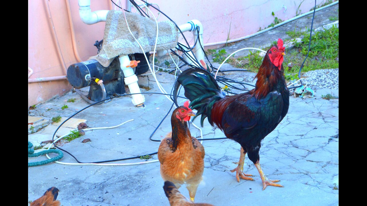 Chickens