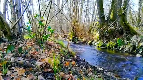 Nature Relaxing sound 🔊
