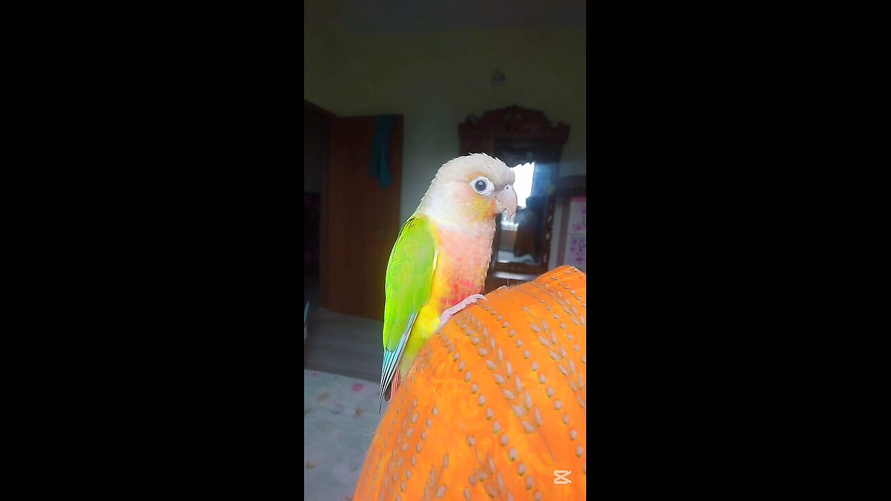 Pineapple Conure Talking