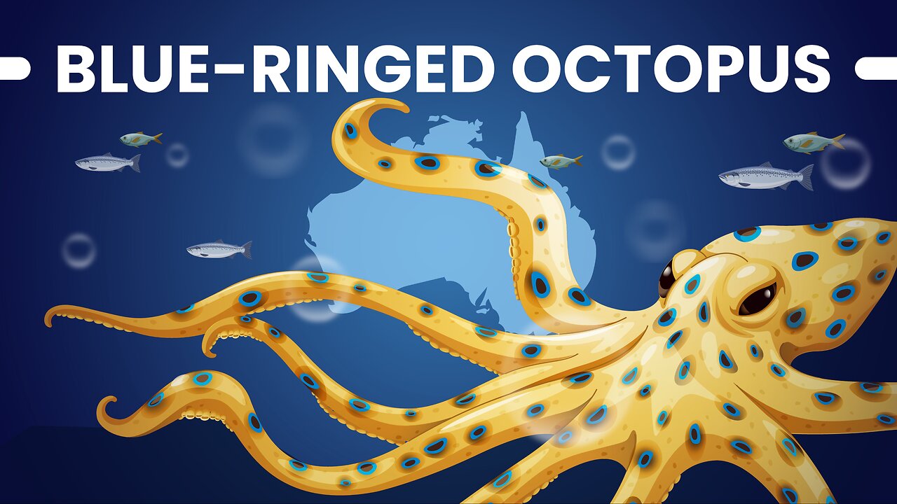 THE BLUE-RINGED OCTOPUS ! Is Australia Really That Dangerous?