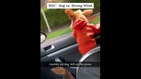 Dog V/S Strong Wind