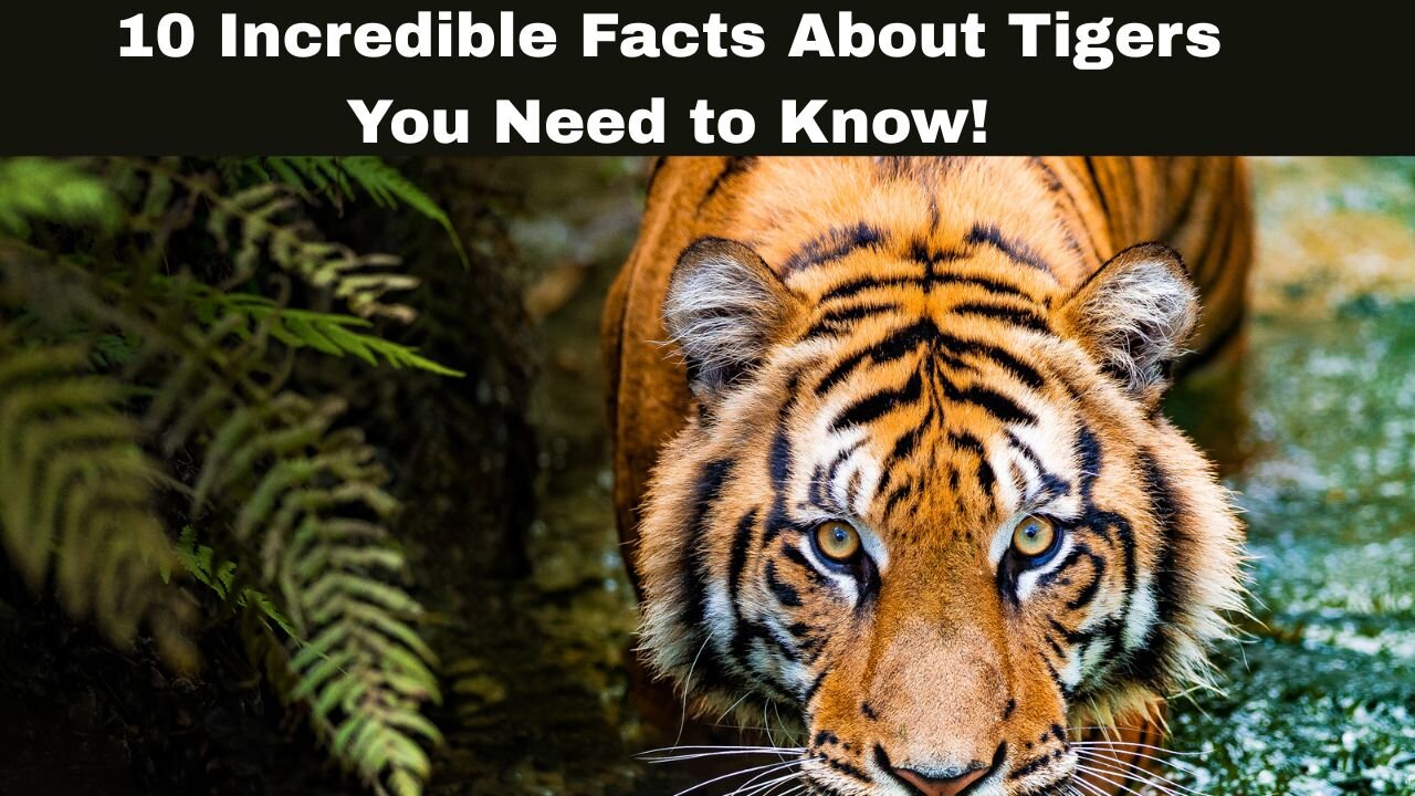 10 Incredible Facts About Tigers You Need to Know!