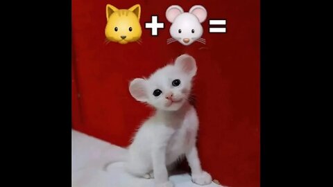 Adorable Cats & Kittens