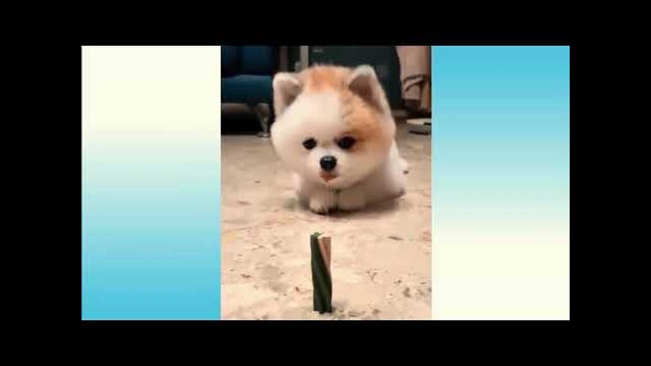 Top Funny Cat Videos of The Weekly - TRY NOT TO LAUGH | cat and dog funny video | top 10 funny