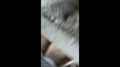 Banding pigeon