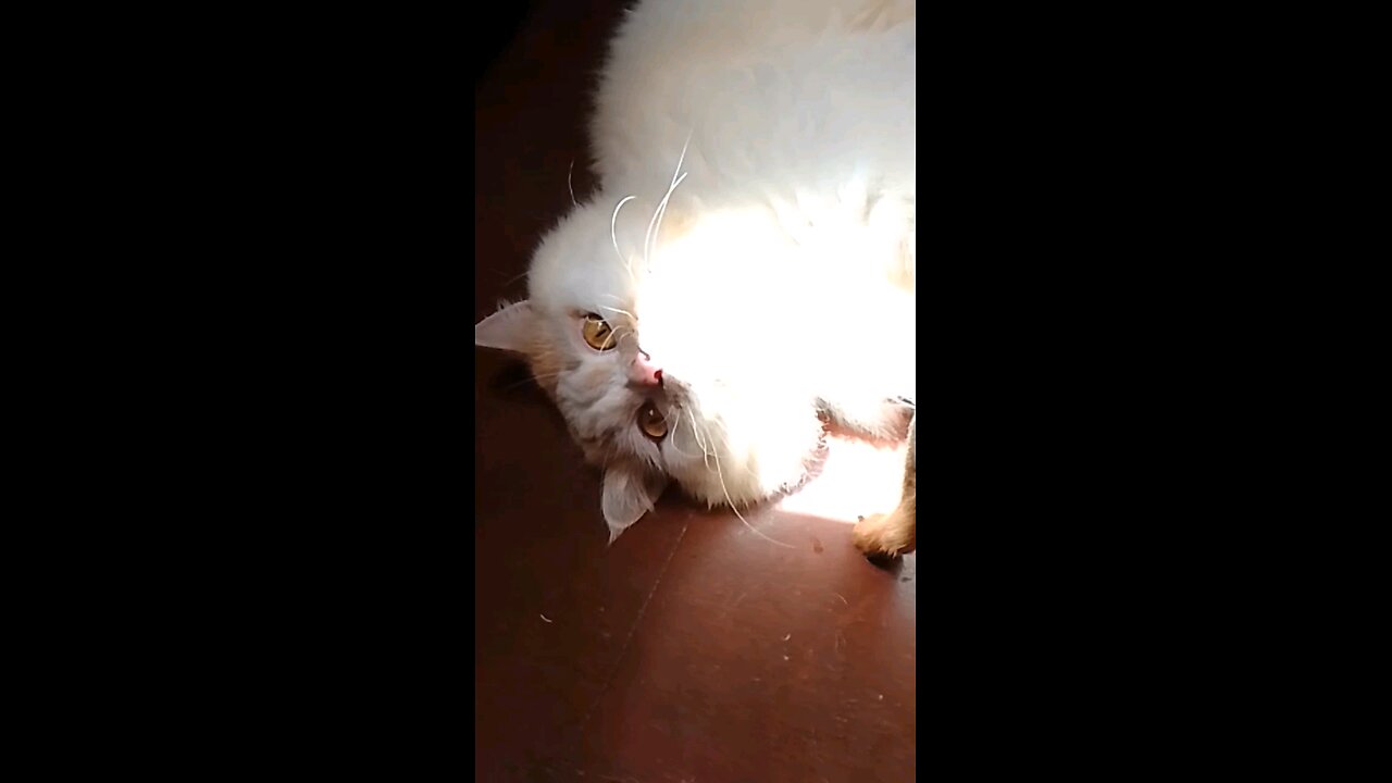 Cat Got Startled While Play Biting with the Dog