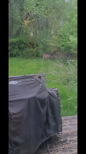 Deer out our Kitchen Window This Evening 04-27-2025