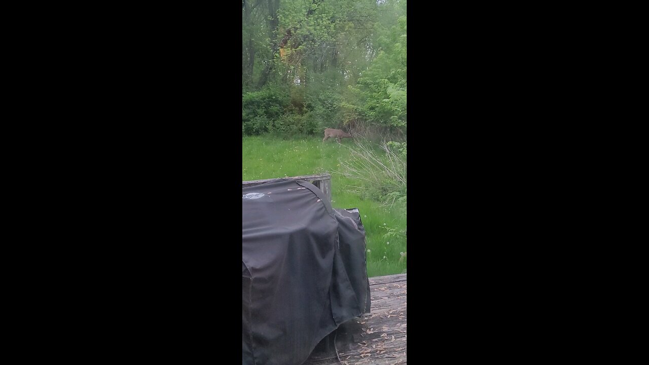 Deer out our Kitchen Window This Evening 04-27-2025