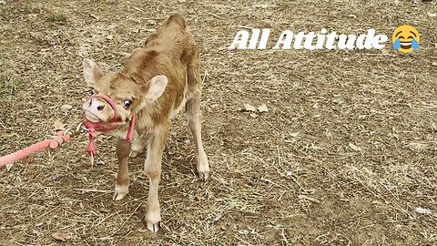 When you have Daddy's Looks and Mama's Attitude 😂