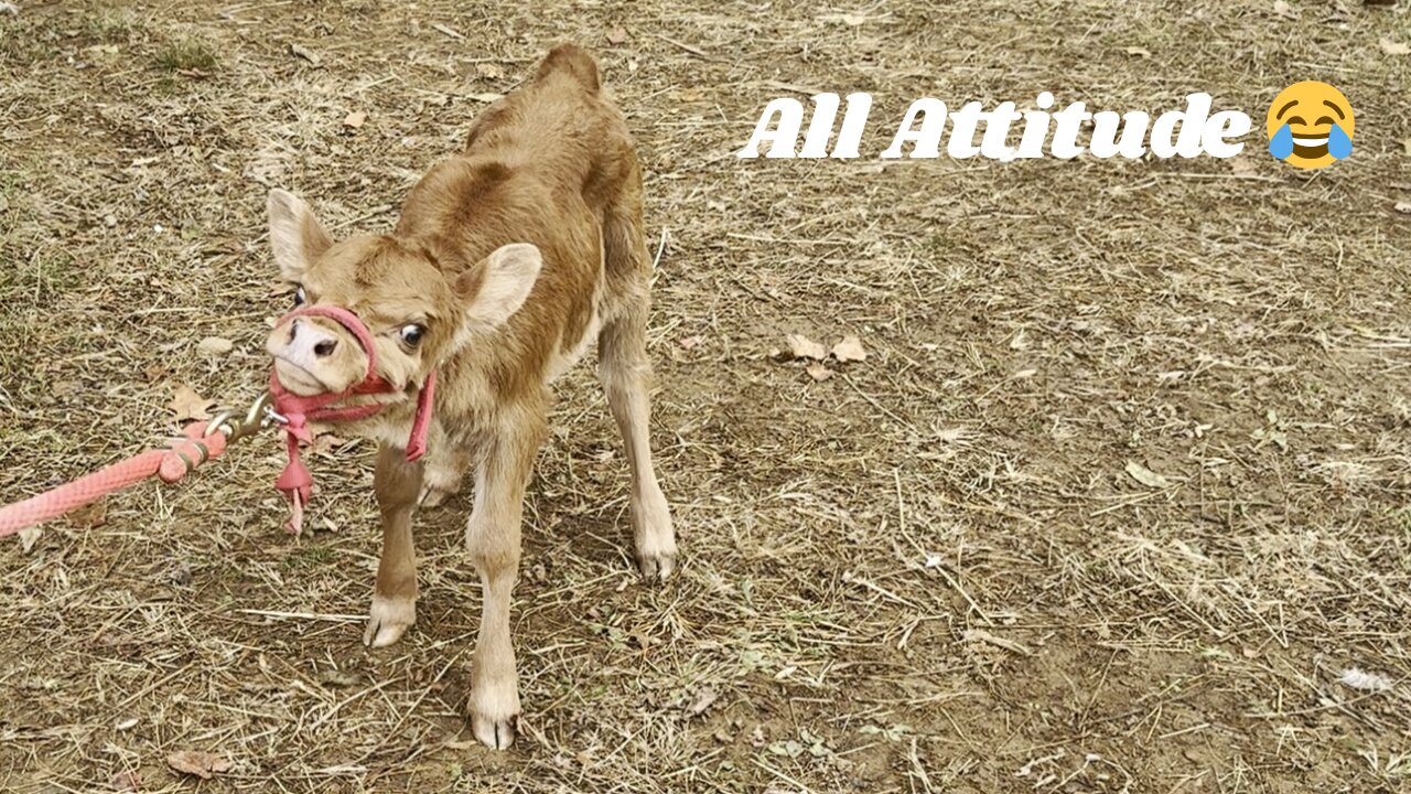 When you have Daddy's Looks and Mama's Attitude 😂